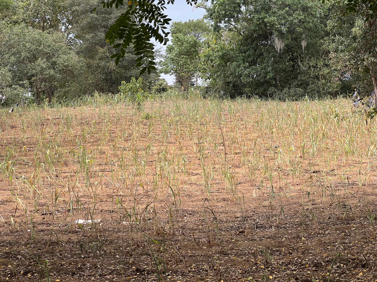 Cultivo afectado por estrés hídrico durante condiciones secas