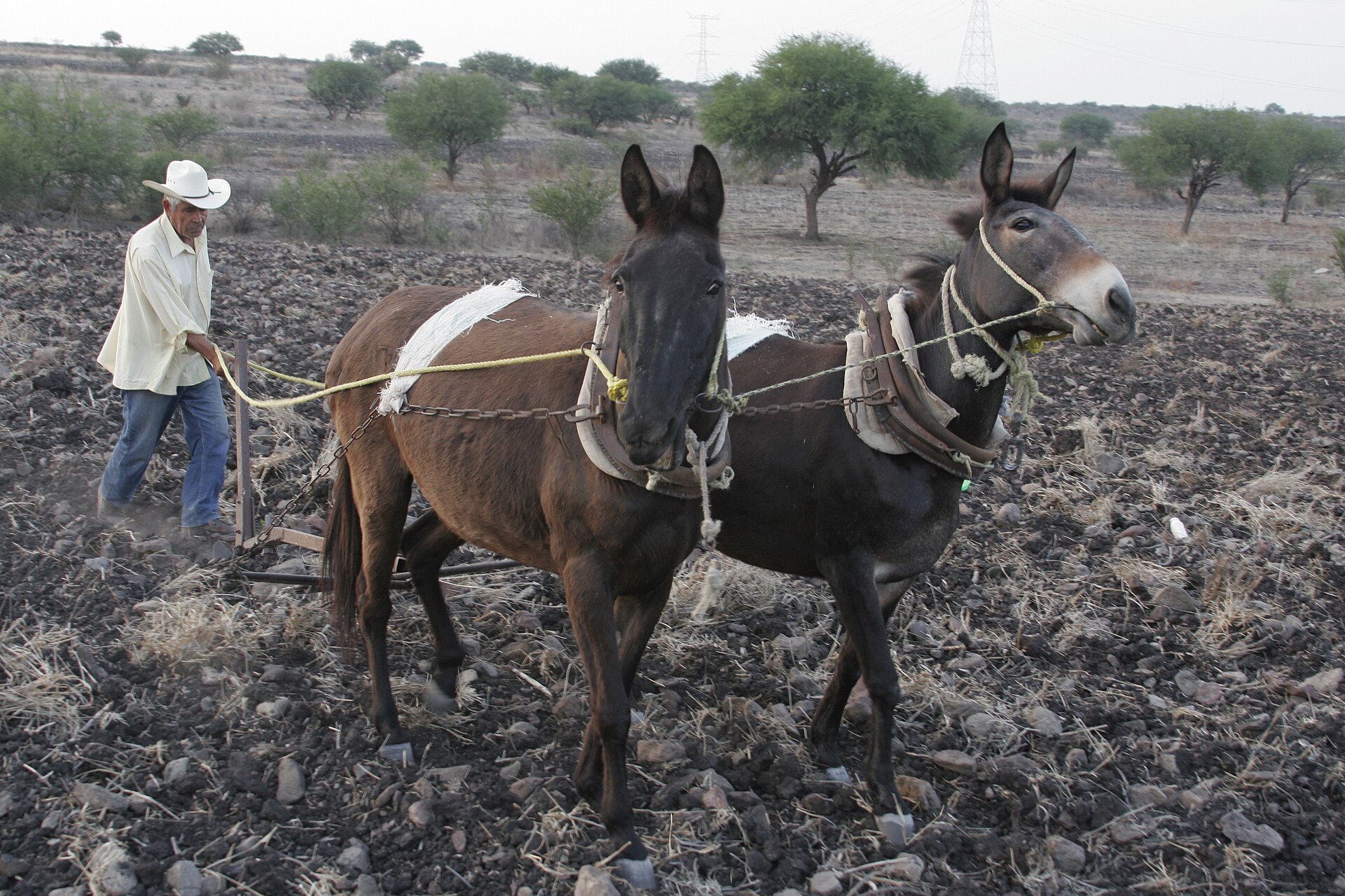 Agricultor guatemalteco revisa una mazorca de maíz en el campo